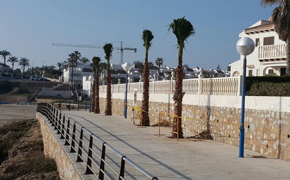Palmeras Paseo Marítimo