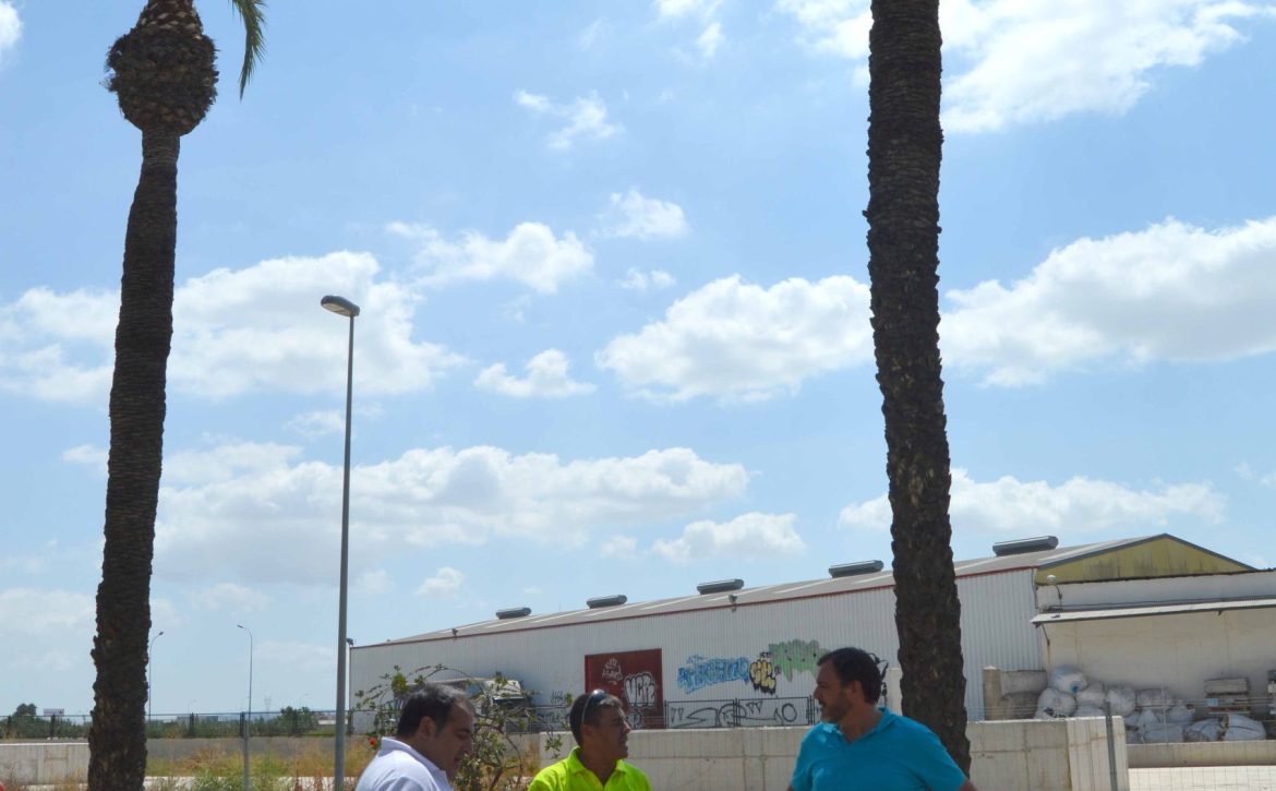 lopez bas infraestructuras orihuela palmeras