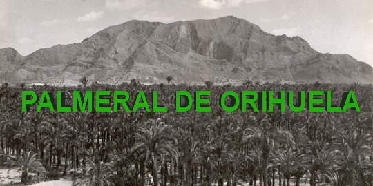 Acceso a la web del Palmeral de Orihuela