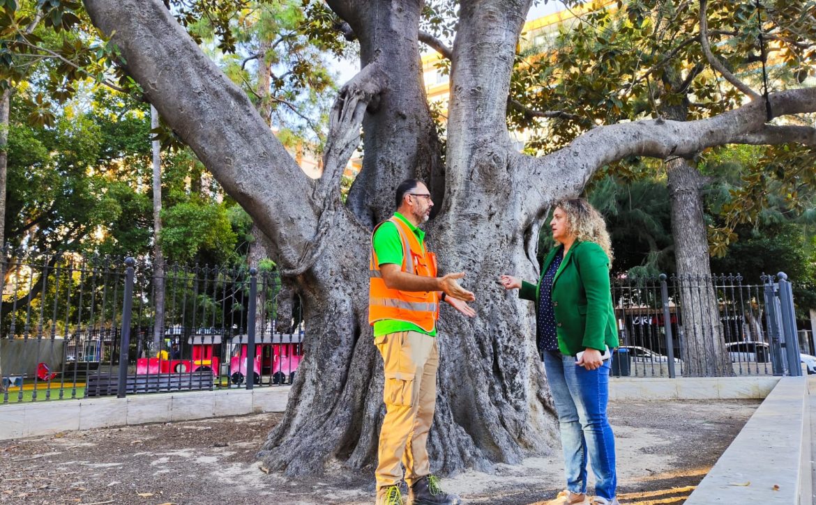 Ficus
