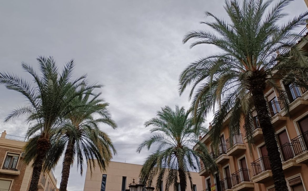 Palmeras