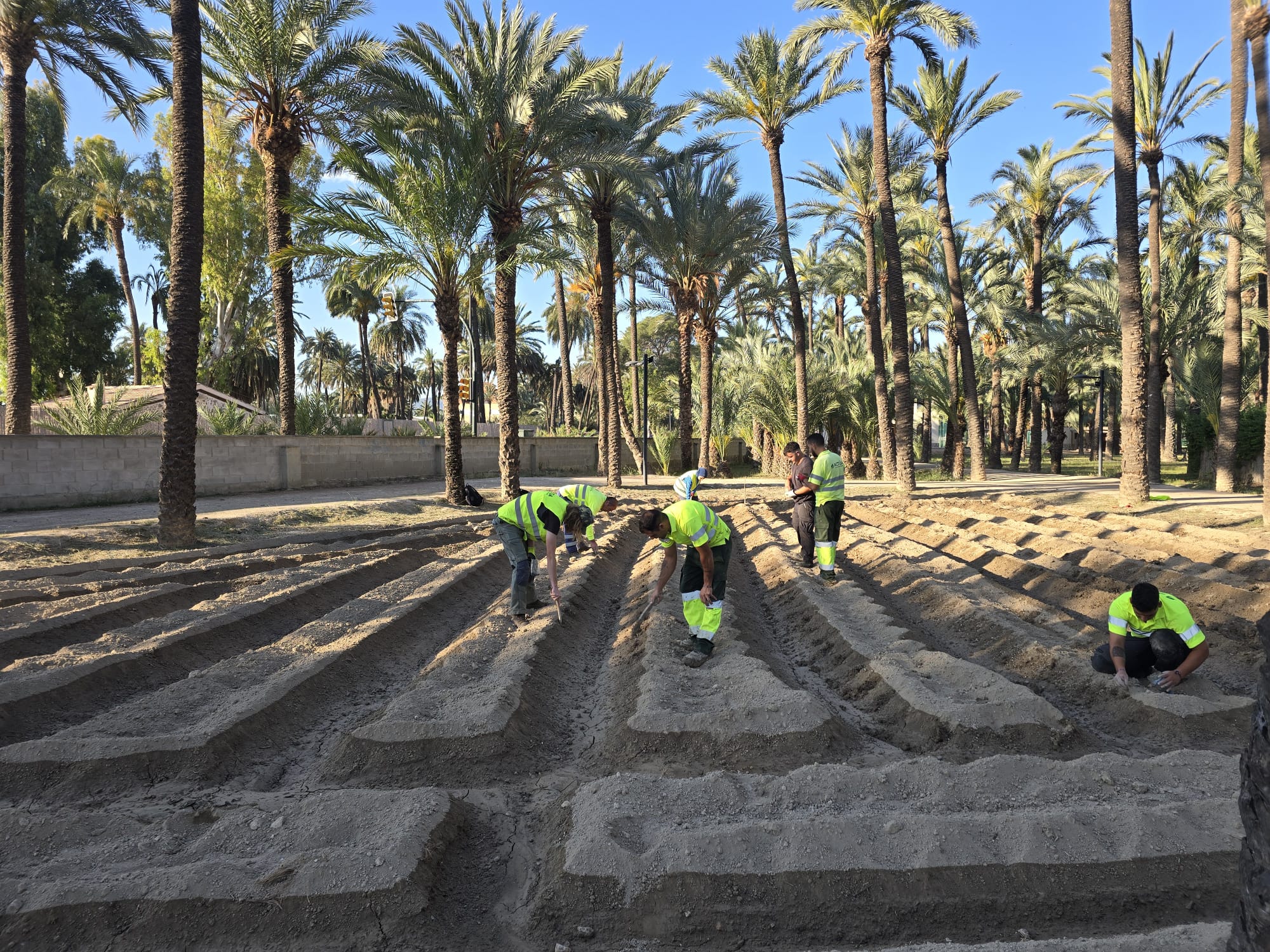 El Palmeral recupera el cultivo de algodón para preservar su legado agrícola