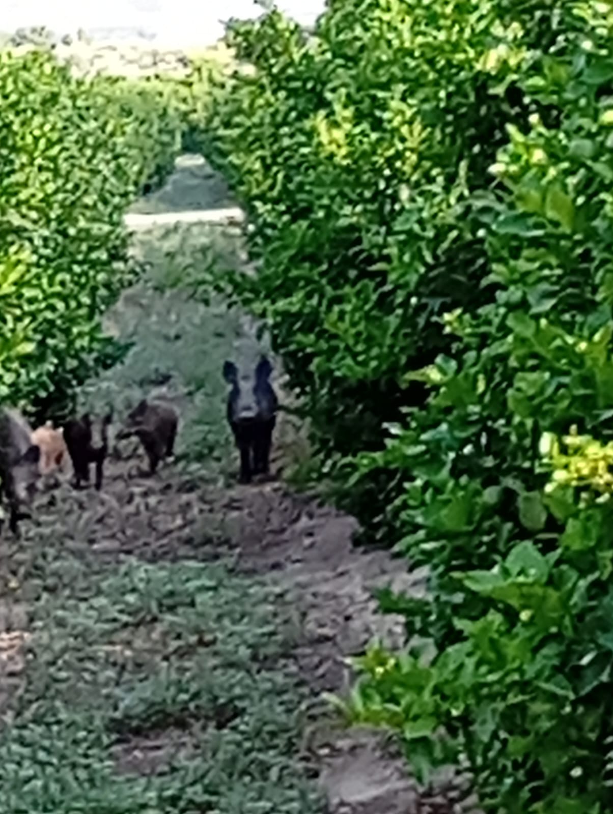 Medio Ambiente autoriza el control de jabalíes en zonas agrícolas ante los últimos daños en cultivos e infraestructuras
