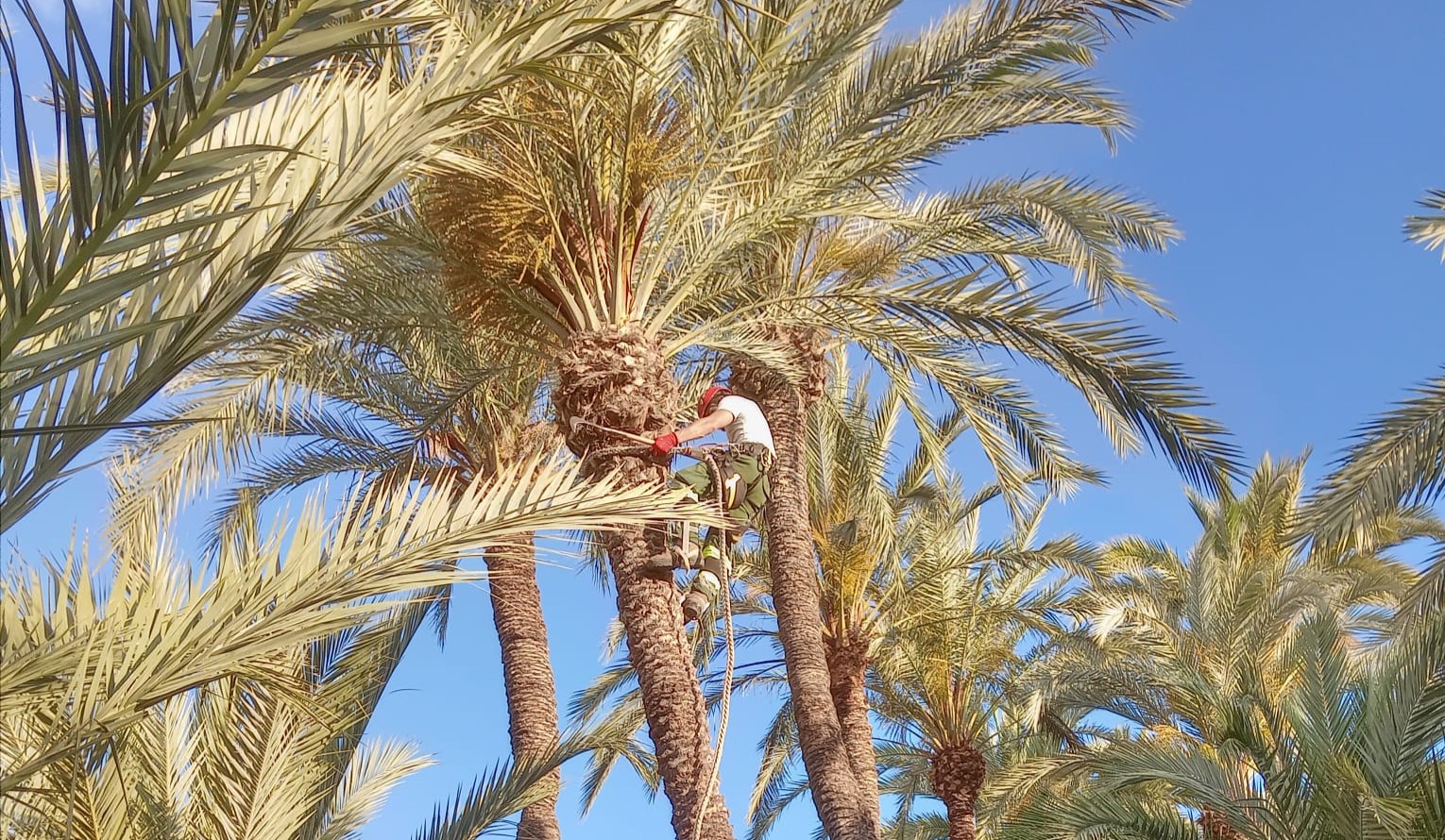Mantenimiento El Palmeral (4)