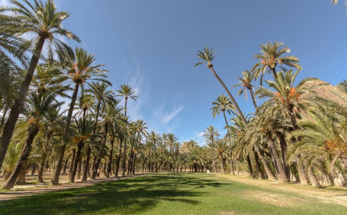 Foto archivo del Palmeral