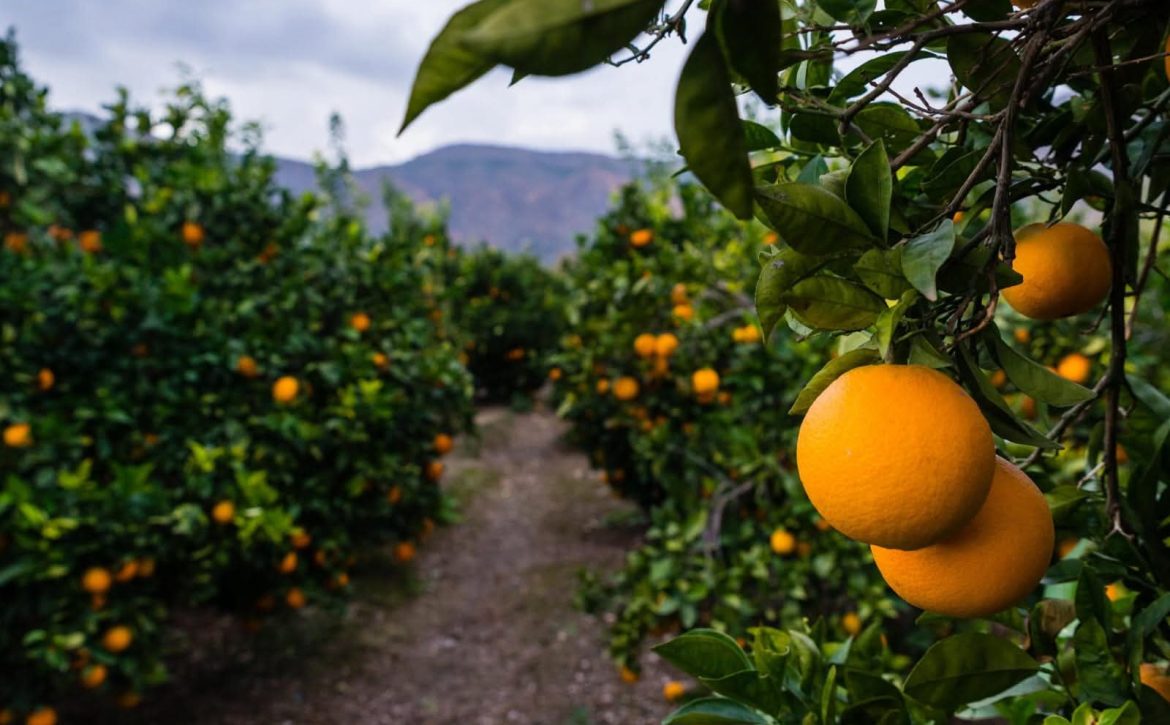 Recursoagricultura