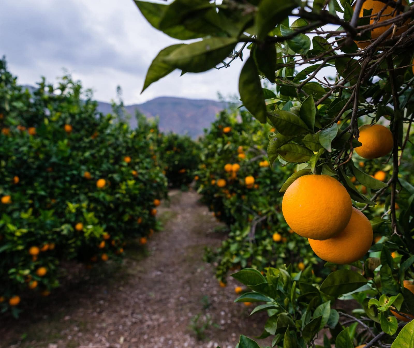 El Ayuntamiento de Orihuela aprueba 75.000 euros en subvenciones en materia de agricultura