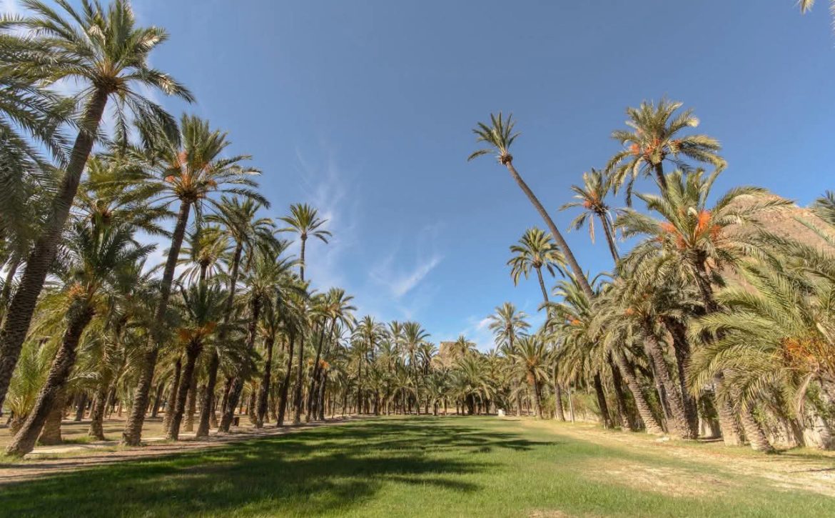 PalmerasOrihuela