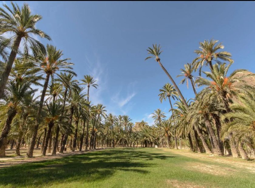 PalmerasOrihuela