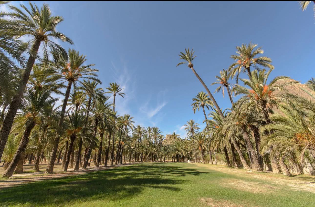 PalmerasOrihuela