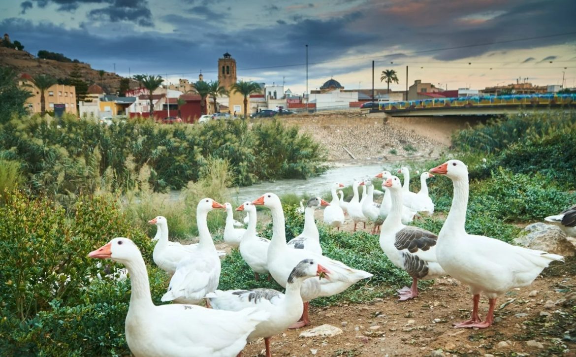 Refluye mi río (1)