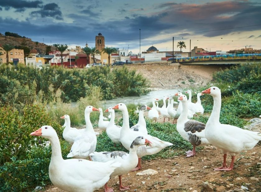 Refluye mi río (1)