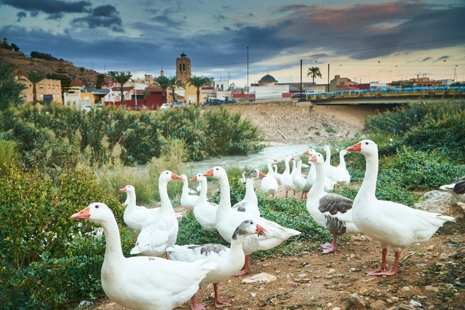 Orihuela cumple los objetivos de ‘Refluye Mi Río’ y recibirá 3,3 millones de la Fundación Biodiversidad