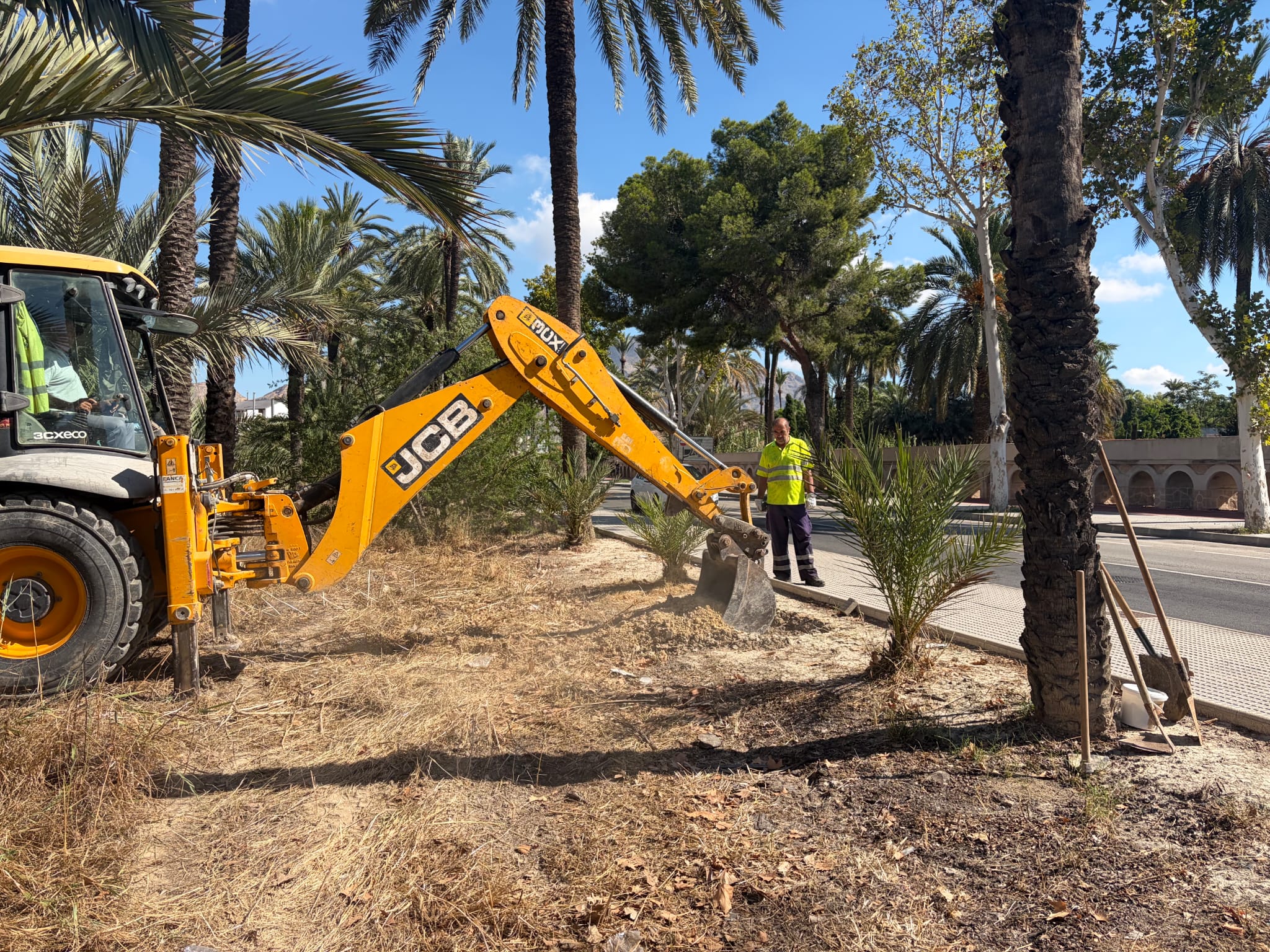 Foto 2 el palmeral